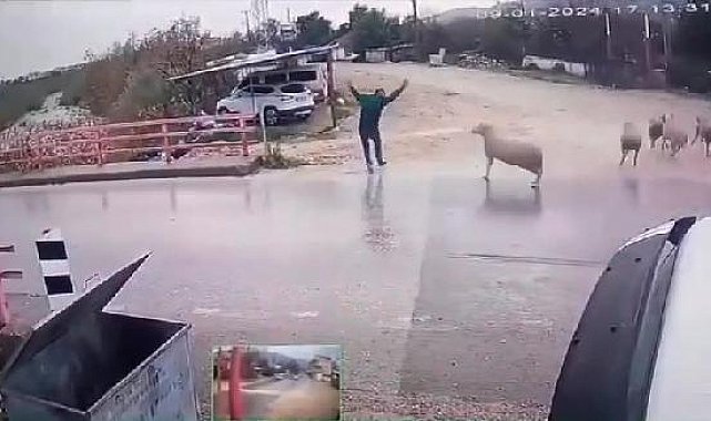 Yolda yürürken koçun saldırısına uğradı