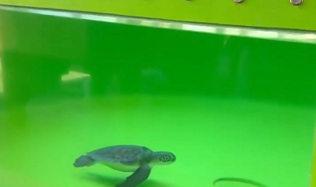 Balık ağlarına dolanan deniz kaplumbağasının dışkısında 27 plastik atık