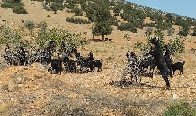 Fıstık ve zeytin fidanları keçilere yem oldu