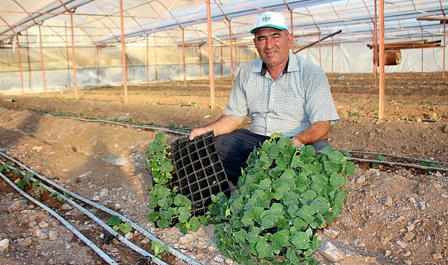 Kökce: Kumluca'da domates üretimi azaldı