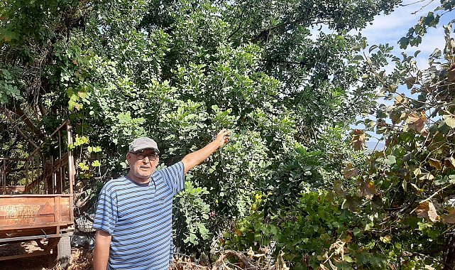 Bahçesinden geçen enerji nakil hattı korkutuyor