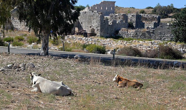Patara'nın yollarında inek ve koyun zararı