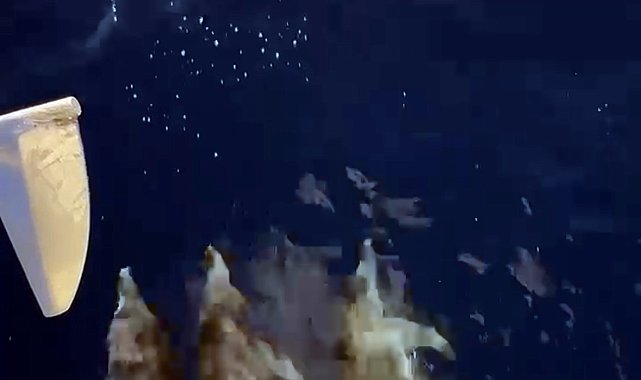Yunuslar tekneye eşlik etti turistler izledi