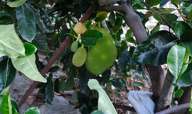 5 yıl önce Vietnam'dan getirttiği jackfruit meyvesini Türkiye'de yetiştirmeyi başardı