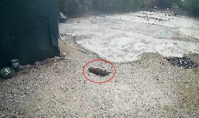 Otoparkta yatan köpeğini aracıyla ezen komşusundan şikayetçi oldu