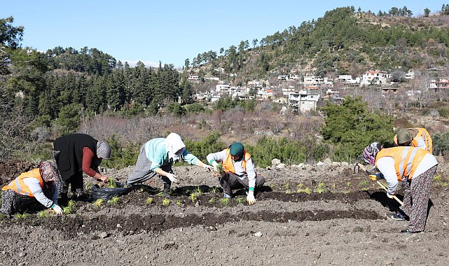 Safran ve salep fideleri Manavgat'ta toprakla buluştu