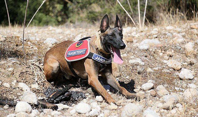 Jandarma köpeği 'Hane', orman yangınlarında kundaklama tespitinde görev yapıyor