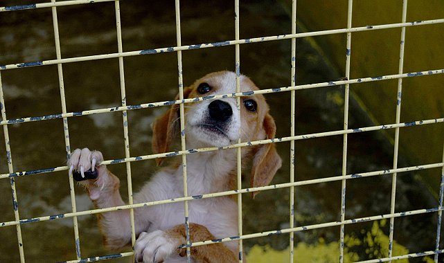 Kemer'de 173 hayvan tedavi edildi