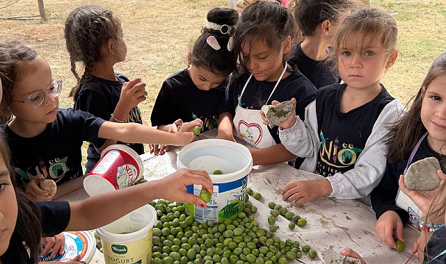 Minik öğrencilerden zeytin hasadı