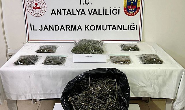Alanya'da 800 gram esrar ele geçirildi