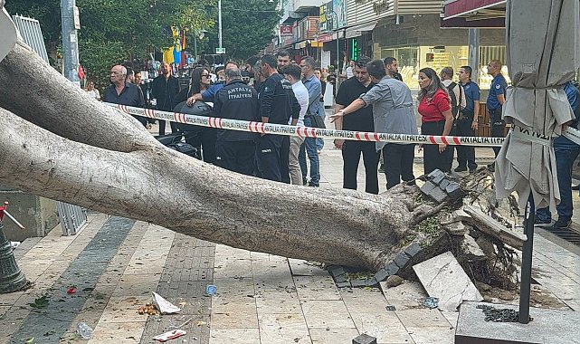 Antalya'da ağaç 5 otomobilin üzerine devrlidi