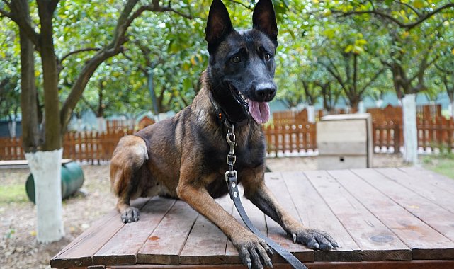 Antalya'nın ilk enkazda canlı arama sertifikalı köpeği 'Tina' oldu