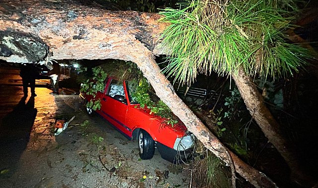 Antalya'da şiddetli yağış ağacı devirdi, 2 araç zarar gördü