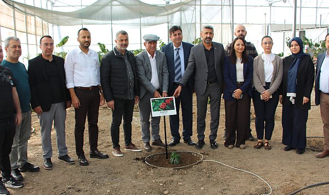 Deneme amaçlı kahve fidanı dikildi