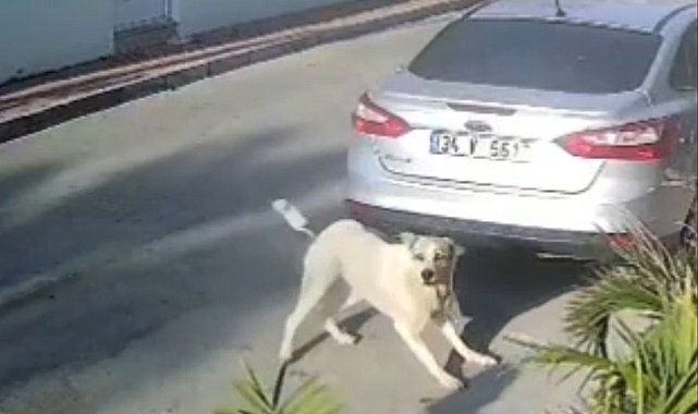 Havladığı gerekçesiyle köpeği vurup öldüren emekli polis hakkında 'yakalama' emri