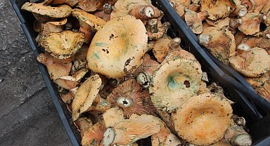 Mantar geçim kaynakları oldu