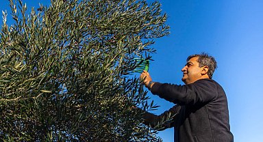 Serik'te zeytin hasadı başladı