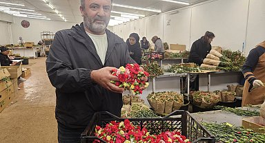 Sirtakide tabak kırmanın yerini alan Türk karanfilinden 3 milyon dolarlık gelir