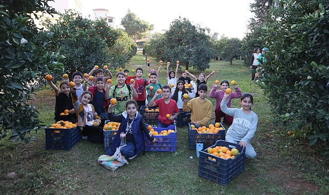 Dokumapark'tan toplanan portakallar ilçe halkıyla paylaşıldı