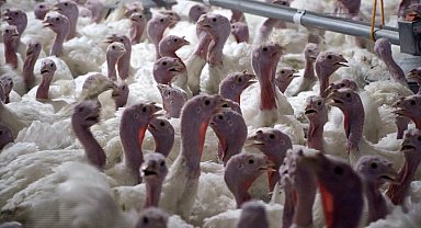 Yılbaşı hindisi 800 ile 1000 lira