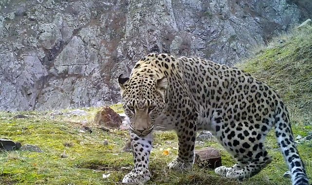 Anadolu parsına zarar vermenin cezası 45 milyon TL