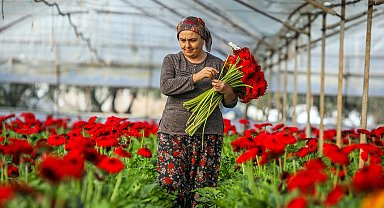 Antalya'da üretilen 850 milyon dal çiçeğin yüzde 75'i ihraç edildi