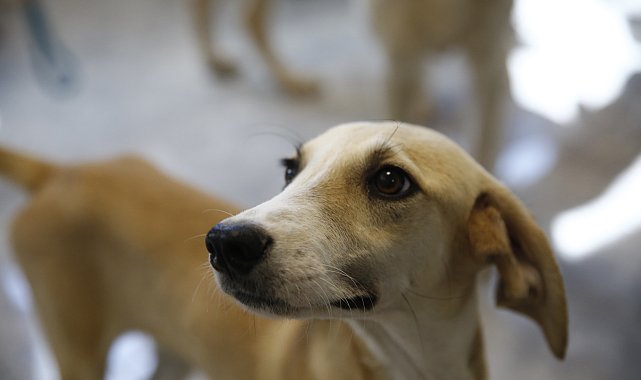 Büyükşehir'den petshop sahiplerine ücretsiz eğitim