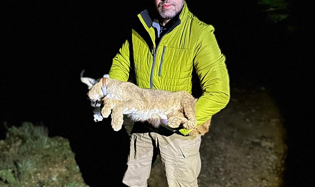 Dr. İlemin: Karakulak türünü Akdeniz ekosistemi için gösterge tür olarak tescilledik