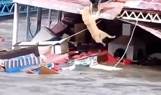 Antalya'da kuvvetli yağış 6 ilçede hasara neden oldu, mahsur kalan hayvanlar kurtarıldı