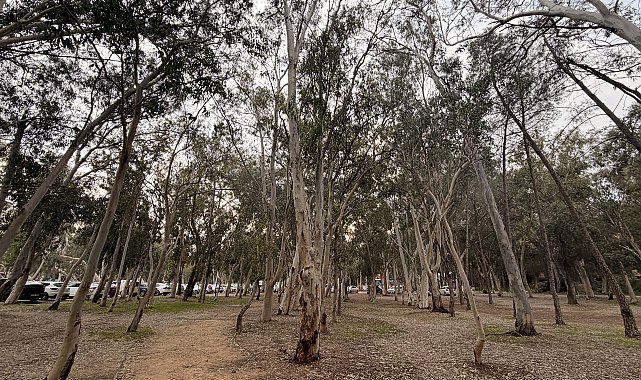 'Okaliptüs ağaçlarının hepsi köklenmeli