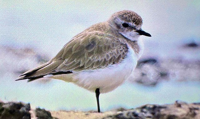 Antalya'da renkli bahar göçü; 3 günde 103 tür