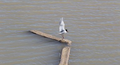 Ayağına misina dolanan martıyı itfaiye eri kurtardı