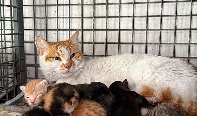 Gebe köpek öldü, yavrulara anne kedi sahip çıktı