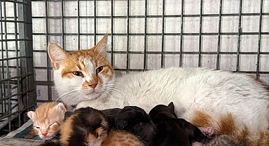 Gebe köpek öldü, yavrulara anne kedi sahip çıktı