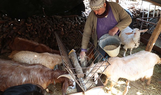 Korkuteli'de hayvancılar kendi yemini üretiyor
