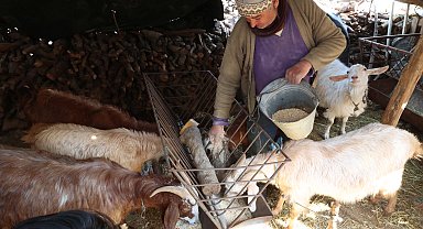 Korkuteli'de hayvancılar kendi yemini üretiyor