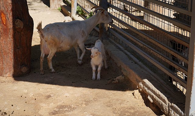 Mini hayvanat bahçesinde yavru sevinci