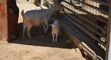 Mini hayvanat bahçesinde yavru sevinci