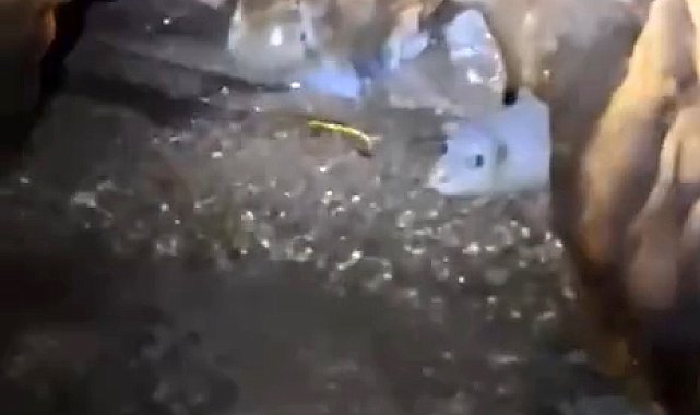 Nesli tehlikedeki Akdeniz foku yuvalarına 'tur' şikayeti