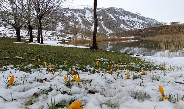 Yaylalarda karlar erimeye başladı, bahar çiçekleri açtı