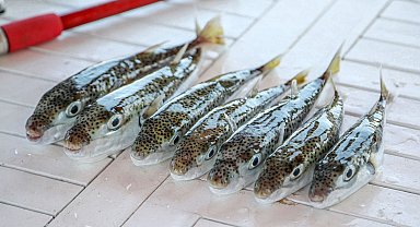 6 yılda 665 bin balon balığı yakalandı, 50 milyon bireyin sisteme girişi önlendi