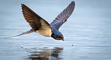 Antalya'da 3 günde 120'nin üzerinde kuş türü gözlemlendi