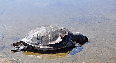 Caretta caretta ölüsü sahile vurdu