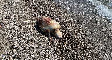 Deniz kaplumbağası ölüsü sahile vurdu