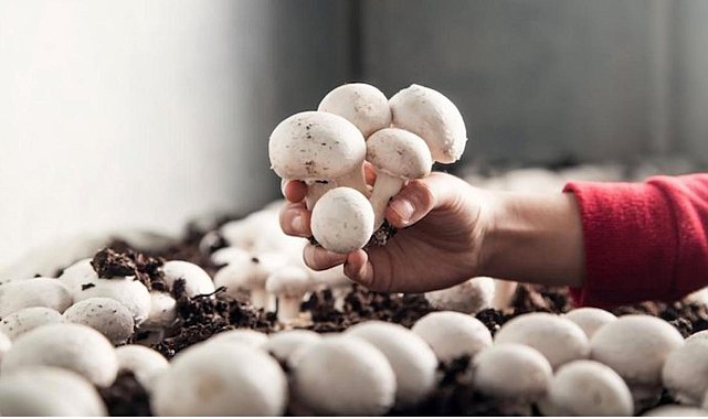 Korkuteli'de mantar yetiştiriciliği kursu