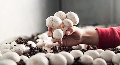 Korkuteli'de mantar yetiştiriciliği kursu