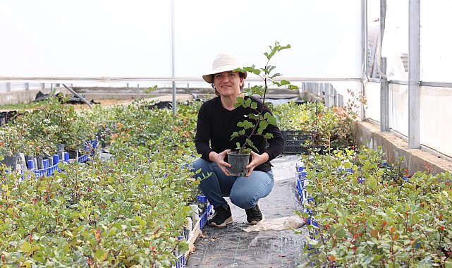 Üreticiye 5 bin keçiboynuzu fidanı dağıtılacak