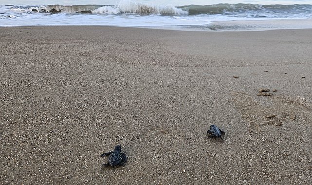 32 yıllık caretta mücadelesi; 1,5 milyon yavru denize ulaştı