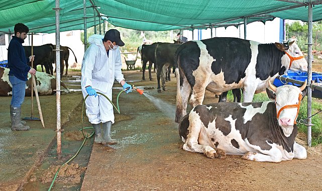 Büyükşehir'den kurban satış alanlarında ilaçlama