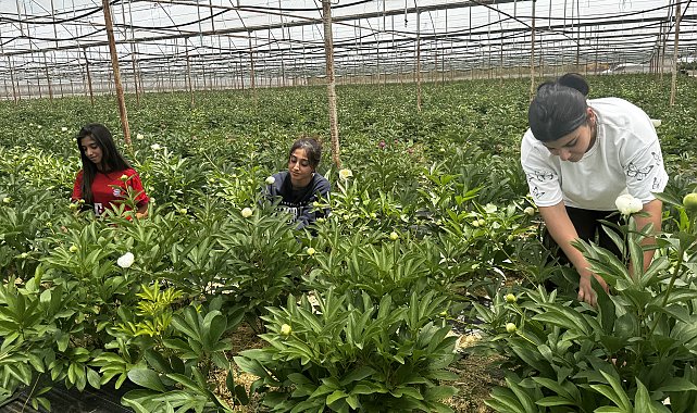Elmalı'da yetiştirilen şakayıklar 81 ile gidiyor
